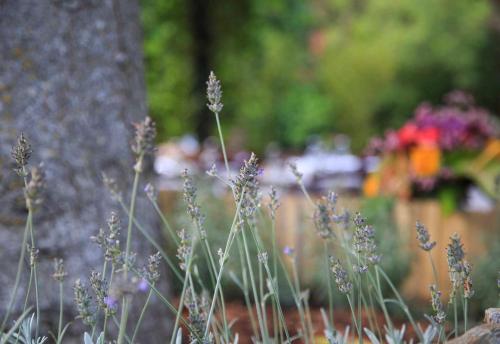 Un mazzo di fiori viola in un giardino di Podere La Miniera Relax & Food a Siena
