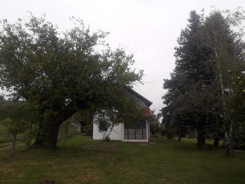 ein Haus mit einem großen Baum davor in der Unterkunft Resetovac in Batočina