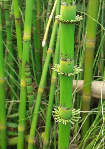 a green plant with spikes on it next to some bamboo at Montaña Linda Hostel Orosi in Orosí