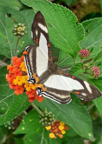 a black and white butterfly perched on a flower at Montaña Linda Hostel Orosi in Orosí