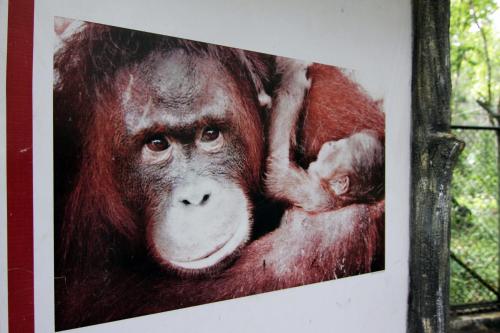 a picture of a monkey with a baby at Hotel Luwansa Palangkaraya in Palangkaraya