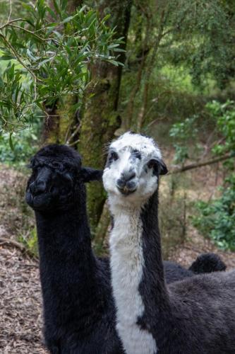 two black and white llamas standing next to each other at parkwood cottage in Lavers Hill