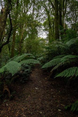 a dirt trail in a forest with large green plants at parkwood cottage in Lavers Hill