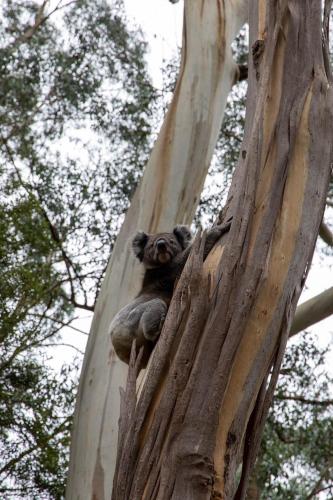 a koala sitting in the top of a tree at parkwood cottage in Lavers Hill