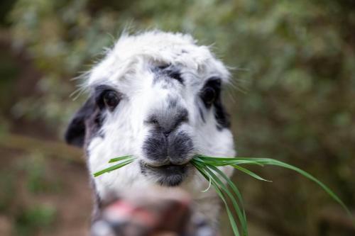 a close up of a goat eating a piece of grass at parkwood cottage in Lavers Hill