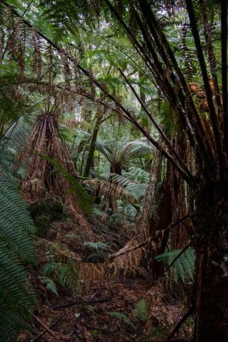 a forest filled with lots of trees and plants at parkwood cottage in Lavers Hill