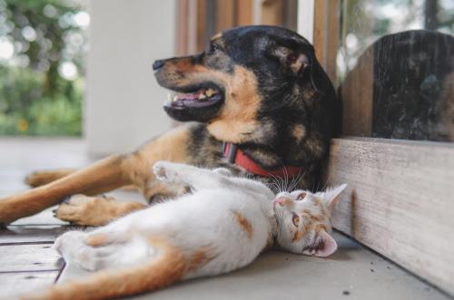 a dog and two cats laying on the floor at Sapientia in Guangfu