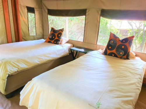 two beds in a room with a window at The Wild Olive Tree Camp in Manyeleti Game Reserve