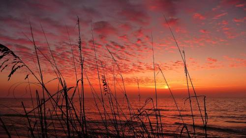 a sunset over the ocean with grass in the foreground at Madeira Bay Resort I 1504 in St Pete Beach