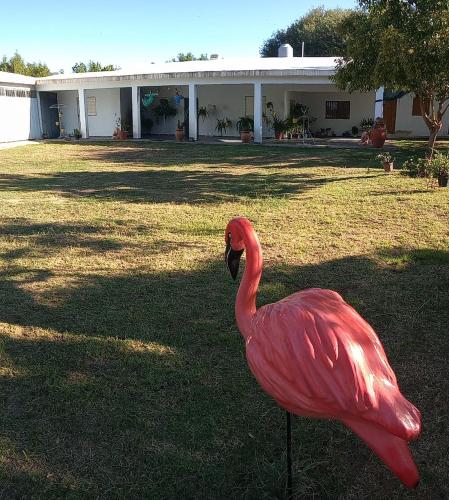 a pink flamingo standing in the grass in front of a house at Ashpa newen in Chilecito