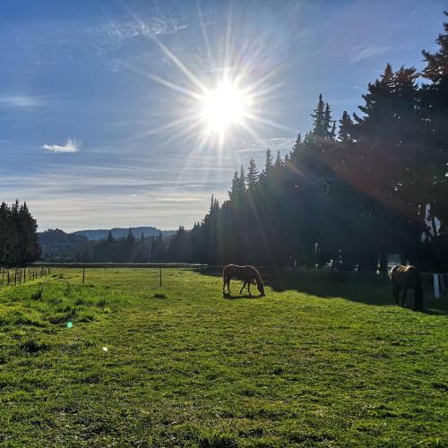 two horses grazing in a field with the sun in the sky at Gîte du Poney Fringant - Prancing Pony in Saint-Paul-Trois-Châteaux