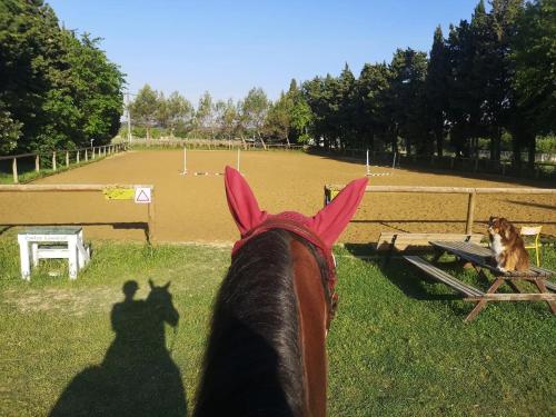 a horse with a red head is looking at a race track at Gîte du Poney Fringant - Prancing Pony in Saint-Paul-Trois-Châteaux