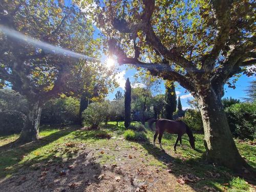 a horse standing in a field under a tree at Gîte du Poney Fringant - Prancing Pony in Saint-Paul-Trois-Châteaux