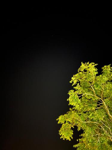 a tree with green leaves against a black sky at Fairouz Konak Otel in Mardin