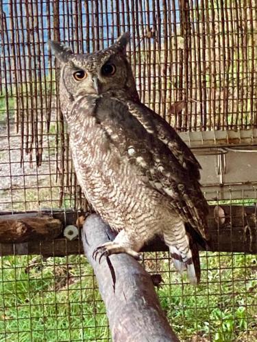 an owl sitting on a branch in a cage at Agriturismo Villa Paradiso Esotico in Città di Castello
