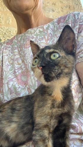 a cat is sitting on a persons lap at The Mousehouse in Áno Rínglia