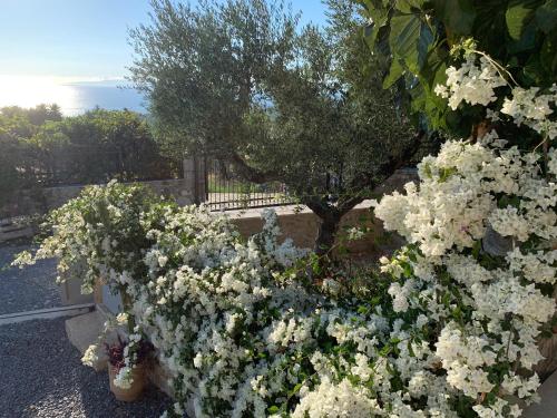 a bunch of white flowers in a garden at The Mousehouse in Áno Rínglia