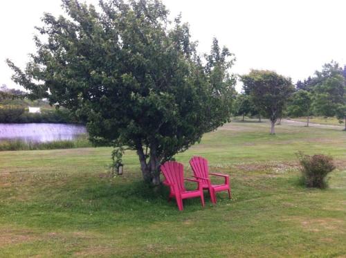 two red chairs sitting next to a tree in a field at Argyle By The Sea Bed & Breakfast in Pubnico