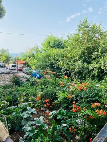 Ein Garten an der Unterkunft Ortansia