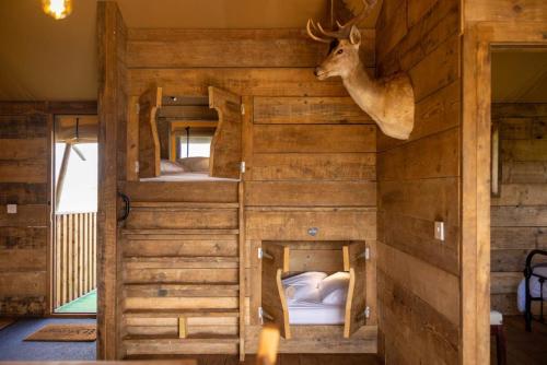 Zimmer mit 2 Etagenbetten mit einem Hirschkopf an der Wand in der Unterkunft Luxury Safari Lodge surrounded by deer!! 'Fallow' in Crediton