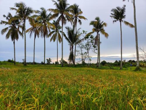 un grupo de palmeras en un campo de hierba en Wanna Homestay, en Jertih