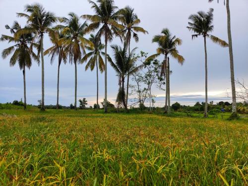 a group of palm trees in a field of grass at Wanna Homestay in Jertih