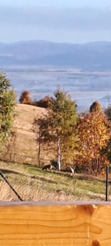 a view of a hill with trees and a field at DOMKI W CHMURACH in Międzylesie