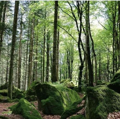 a forest with large rocks and trees and trees at B & B Il Sottobosco in Val Masino