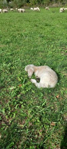 a white cat laying in a field of grass at B & B Il Sottobosco in Val Masino