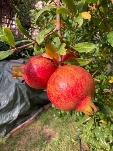 three pomegranates hanging from an apple tree at Tuscany Location in Marta