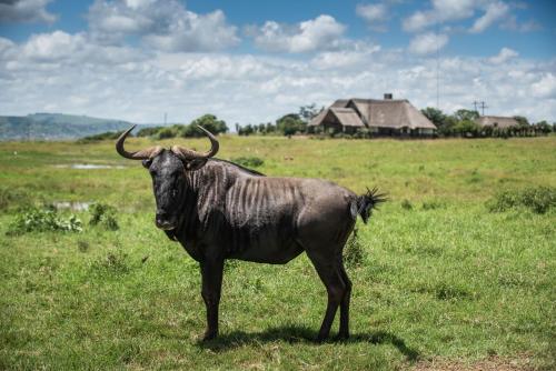 a black animal standing in a field of grass at Tala Collection Game Reserve, by Dream Resorts in Silverton