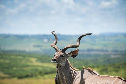 an animal with horns standing in a field at Tala Collection Game Reserve, by Dream Resorts in Silverton