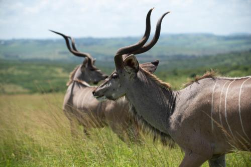 three animals standing in a field of tall grass at Tala Collection Game Reserve in Silverton