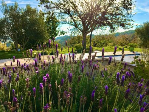a field of purple flowers in a park at Aux Coteaux d'Aussac in L Honor De Cos
