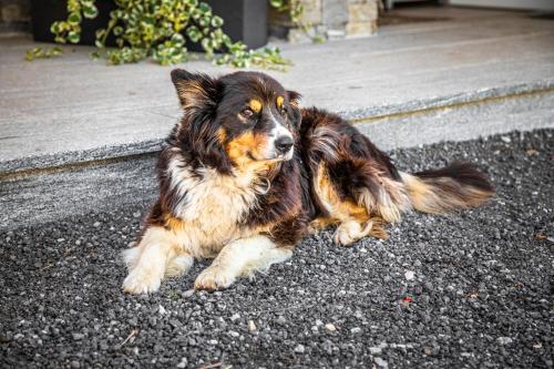 a dog laying on the ground on a sidewalk at Lindbichlhof Urlaub am Bio Bauernhof in Sankt Johann im Pongau