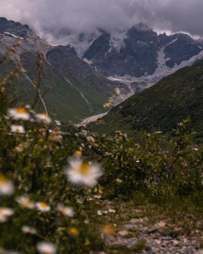 a view of a mountain with flowers in the foreground at Guesthouse Ailama in Ushguli