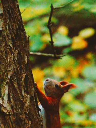 a squirrel standing on the side of a tree at Zur Margarethenmühle - Landgasthof und Waldhotel in Döbeln