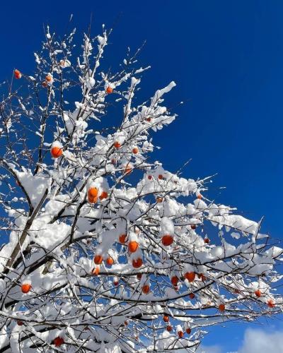 a tree covered in snow with red berries on it at Woodhide - Cottages near Batumi, Georgia in Zeda Ch'khutunet'i