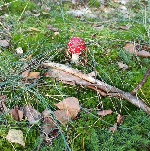 Gambar di galeri bagi Gościniec Silver di Toruń