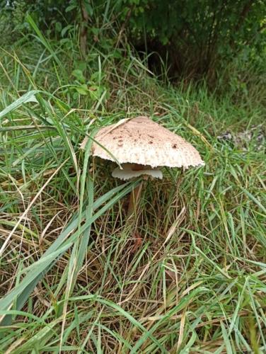 Gambar di galeri bagi Gościniec Silver di Toruń
