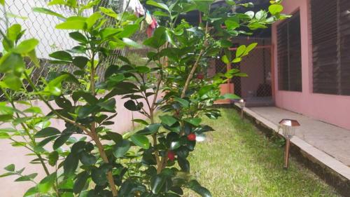 a tree in front of a house with a fence at Casita Independiente, Ubicada Atrás de Nuestra Casa in David