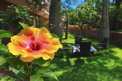 a yellow and red flower in a yard at Il Signò Cocco mare apartment in Taormina