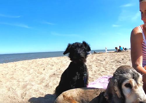 a woman and a dog sitting on the beach at Romantic Lakeside Cottage by the Beach! with Super Cosy Log Burner! The Perfect Escape to Your Home from Home by the Sea! So Relaxing - You Won't want to Leave! Pet Friendly! in Mablethorpe