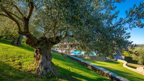 a tree in the grass next to a river at Mulino Luxury Boutique Hotel in Buje