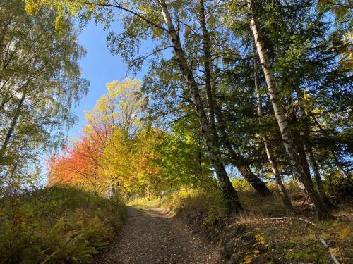 a dirt road in the woods with trees at Apartmán HYGGE Bratrouchov in Jablonec nad Jizerou