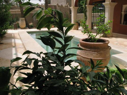 a plant in front of a swimming pool at RIAD CHANT D'ETOILES tadighoust in El Hara