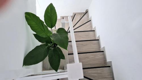 a plant sitting on the side of a staircase at Apartamento Jameo in Punta Mujeres