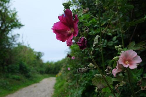 a group of flowers on a dirt road at Flobart grand appartement à Sangatte au rdc et à 30 metres de la plage in Sangatte