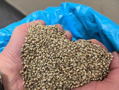 a hand holding a handful of lentils at Hotel Haunstetter Hof Augsburg in Augsburg