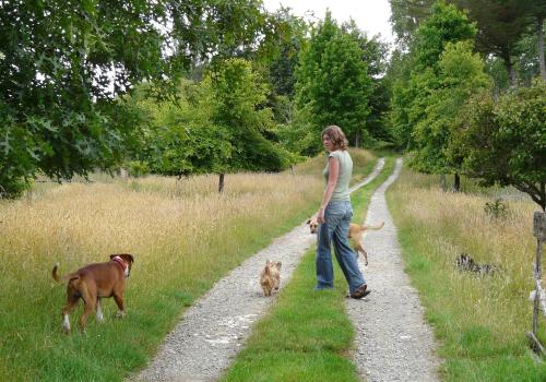 a woman walking down a dirt road with two dogs at Orinoco Country Retreat in Ngatimoti